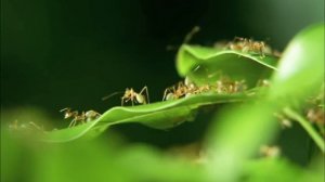 Green Ants Vs Paper Wasps | MONSTER BUG WARS