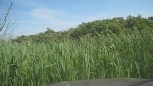 А мы забрались в камыши.....