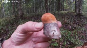 Много грибов повсюду, лес усеян грибами! Белые грибы, подосиновики полянами! Карелия грибы 2021
