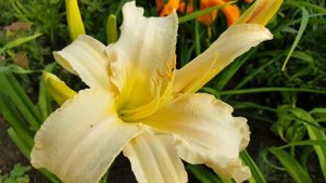 Лилейник Марго Рид Индид .  Hemerocallis Margo Reed Indeed .