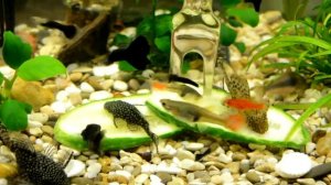 Кормление аквариумных сомов.сомы едят огурец