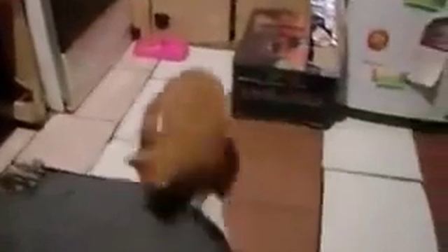 спаринг крыса против кота смотреть онлайн