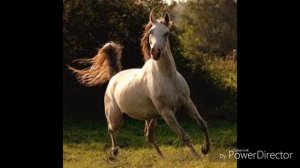 Красивые фото лошадей!