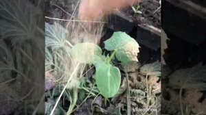 Табачная пыль, применение на дачном участке