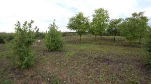 Липа мелколистная мультиштамбы в питомнике крупномеров Ярус