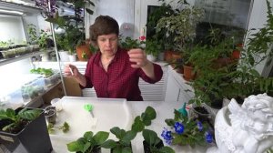 Размножение крупнолистной гортензии черенками