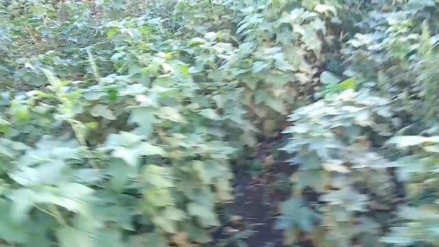 Обзор состояния саженцев чёрной смородины