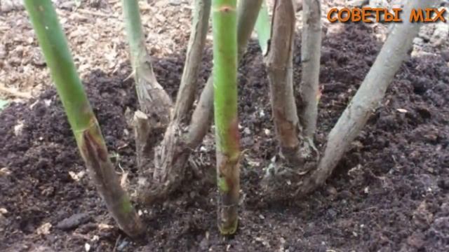 Как правильно обрезать розы весной, летом и осенью. Формировка кустов роз смотреть онлайн