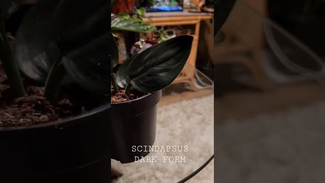 FIRST TIME TO HAVE SCINDAPSUS DARK FORM PLANT