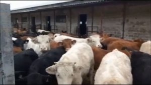 Продажа племенных бычков абердин, лимузин и шароле