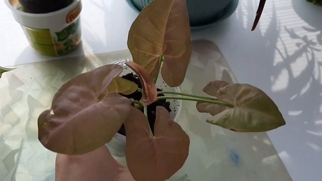 Комнатные растение. Обзор июнь 2021??❤ смотреть онлайн