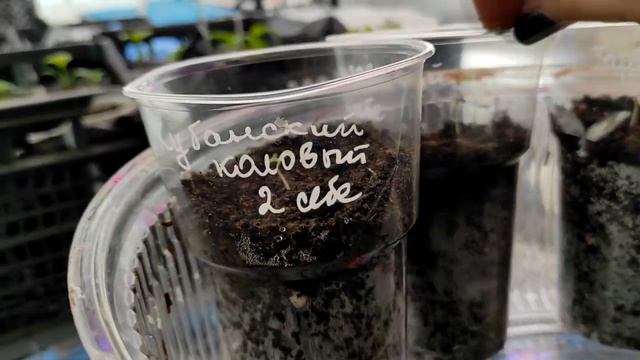 Что всходит - что не всходит, что растет - что не растет смотреть онлайн