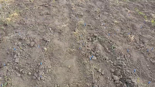 Прививка хурмы смотреть онлайн