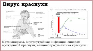 47. Клинически значимые вирусы семейства Matonaviridae