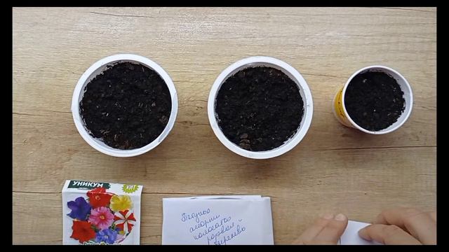 Посев петуньи на маточник смотреть онлайн