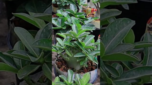 Desert Rose Bonsai. Adenium Arabicum. Obesum. Flower. House plants.