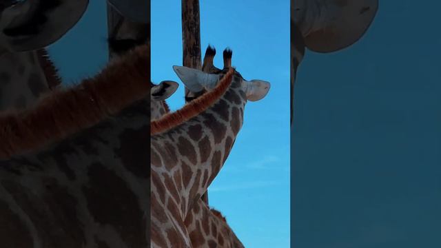 Африка, Кейптаун. Прогулка на лошадях с жирафами смотреть онлайн