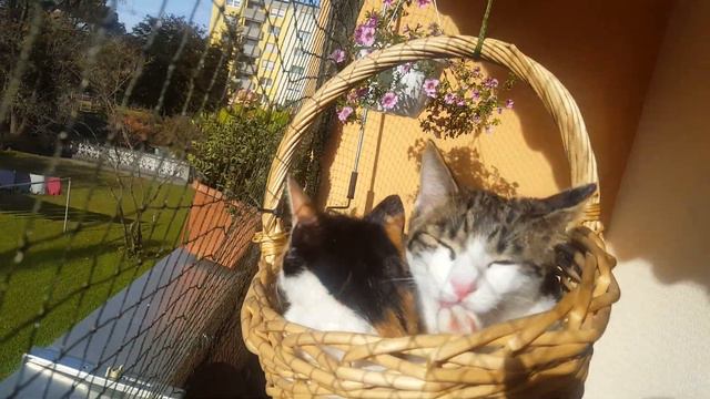 Котята на воздушном шаре смотреть онлайн