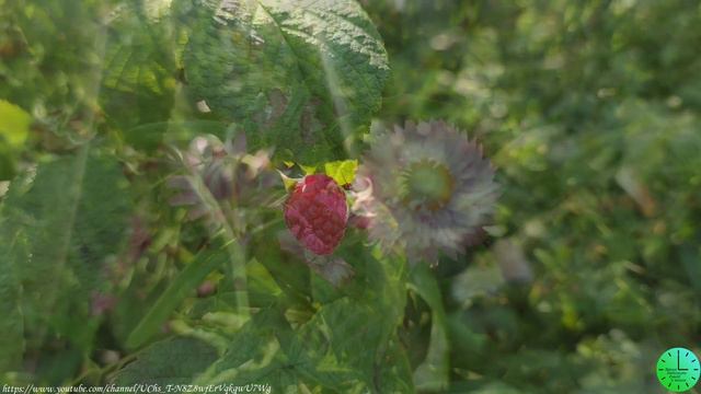 Нежное пение птиц исцеляет и успокаивает нервную систему/Звуки природы/Birdsong/Sounds of nature