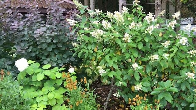 Укрытие гортензий перед морозами
