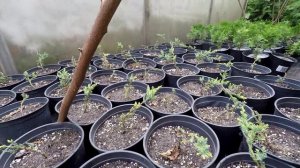 Можжевельник Холгер С3 (июль 2024)