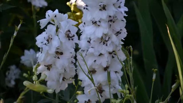 Дельфиниум белый с черным глазком смотреть онлайн