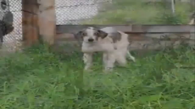 видео, которое заставляет всех плакать герои исцеляющих больных собак 2018 смотреть онлайн
