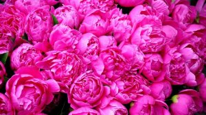 Peony Flowers Pictures Compilation Royalty Free Video, Free Download, No Copyright