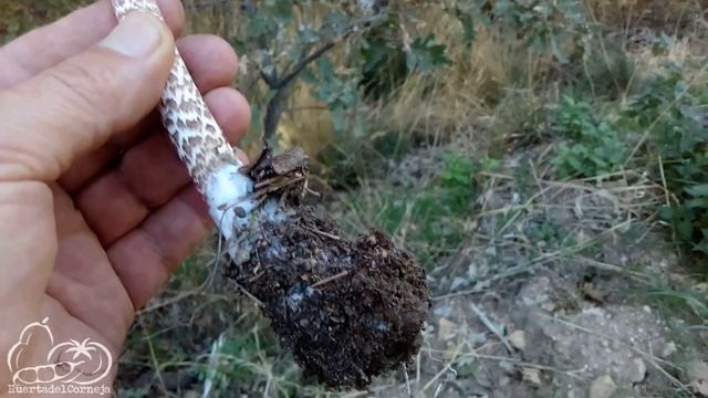 Curiosidades de la seta Macrolepiota, parasol o galamperna (Macrolepiota procera) смотреть онлайн