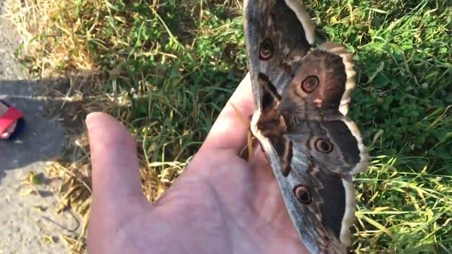 ОНА САМА СЕЛА НА НОС. Самая большая дикая бабочка в мире ПАВЛИНОГЛАЗКА ГРУШЕВАЯ смотреть онлайн