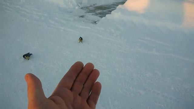 Синички смотреть онлайн