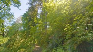 3,5 HRS Summer Forest Walk in Oregon's Park - 4K Nature Sounds of South Falls & Maple Ridge Loop