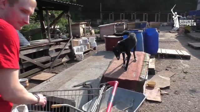 Волонтёры помогли бездомным животным. Киров