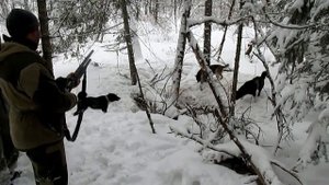 Рай для охотника, охота на кабана с собаками, шальной секач!