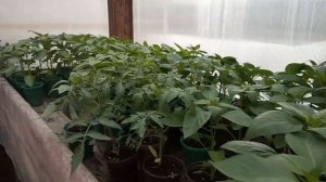 РАССАДА ,  ЛЮБИМЫЙ  ВАСИЛЕК ,