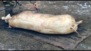 Зарезали свинью на мясо...