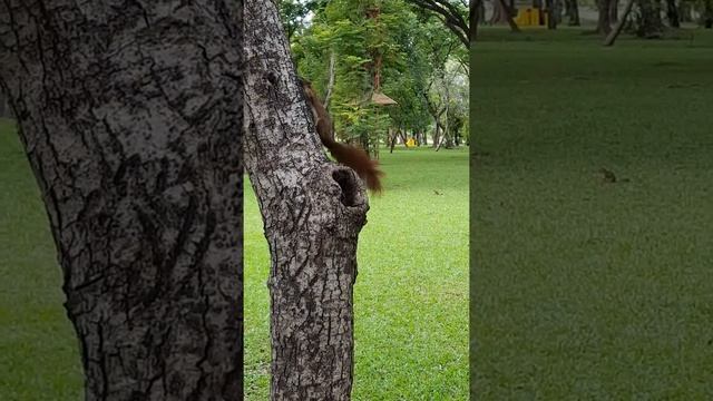 Белки в Чатучак парке, Бангкок.Squirrels in Chatuchak park, Bangkok