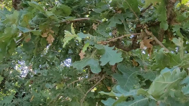 Дуб Пушистый смотреть онлайн