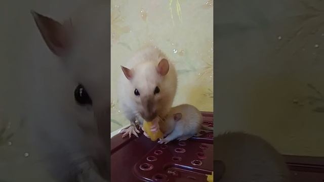 Сиамские крысы - милота неописуемая ? Домашняя ручная крыса и её крысята дамбо