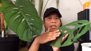 Plants Vlog #37 : Monstera Lechleriana VS Monstera Adansonii | Misidentified Monstera Acuminata