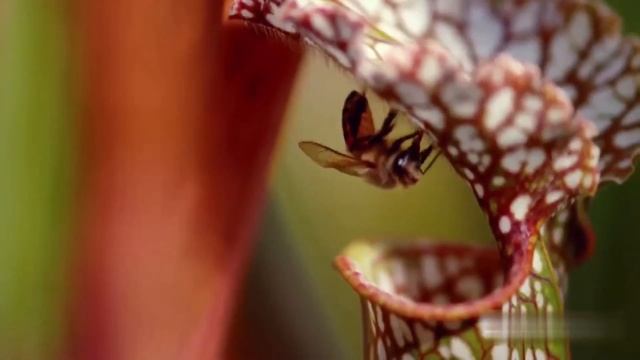 10 УЖАСНЫХ Способов, Которыми Животные Убивают Свою Добычу! смотреть онлайн