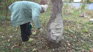 Результат заделывания дупла монтажной пеной. Осенняя побелка