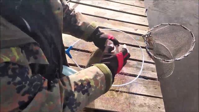 Клевое Место д. Савельево. Поимки форели второй сектор. смотреть онлайн