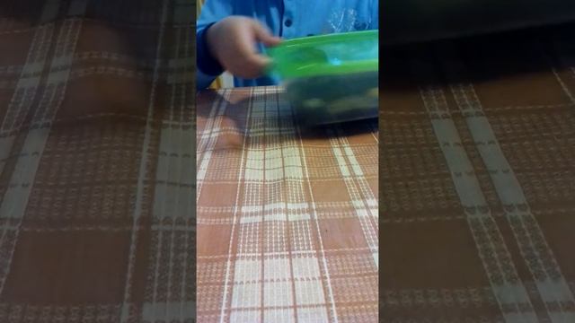 Мои мадагаскарские шипящие тараканы! смотреть онлайн