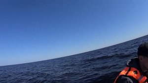 Морская рыбалка Треска Белое море Встретили белух