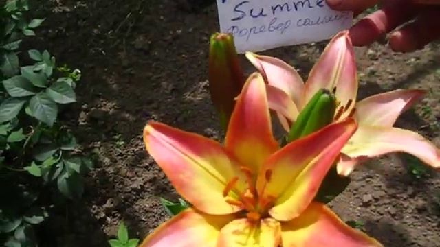 лилия purple-eye.перпел ай 2020р форевер саммер смотреть онлайн