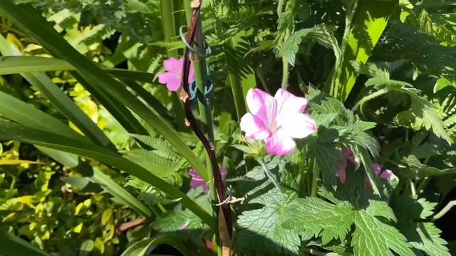 #розы #герани садовые #бегонии #сальвии многолетние #аргирантемум в моем саду в Лондоне Июнь 2021 смотреть онлайн