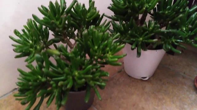 Комнатные цветы на маленьком балконе. смотреть онлайн