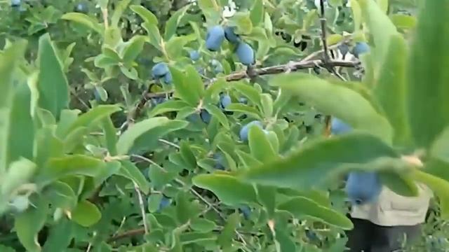 Урожай жимолости смотреть онлайн