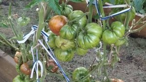 Томат Аделаида фестиваль. Урожайный полосатик!